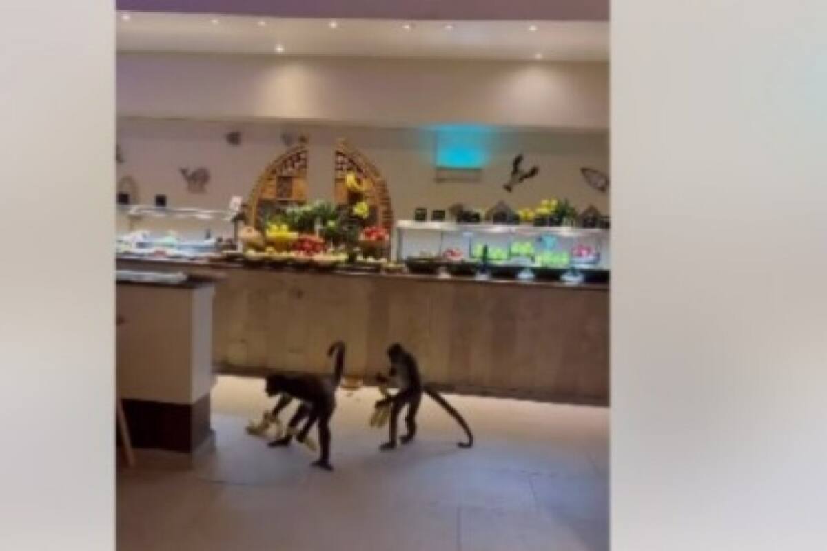 VIDEO: Monos araña entran a robar plátanos de un buffet en hotel de la Riviera Maya