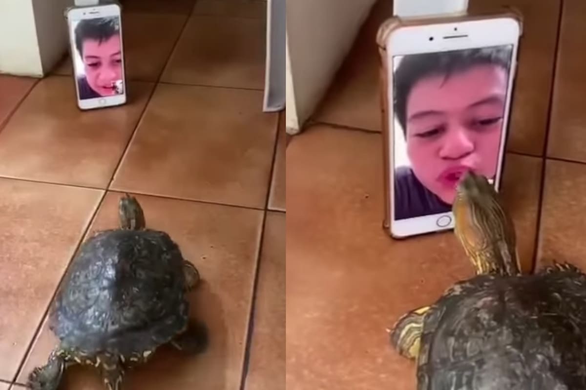 “La tortuga lo reconoció por el celular”: Niño y su mascota causan ternura al demostrar su amor a pesar de la distancia