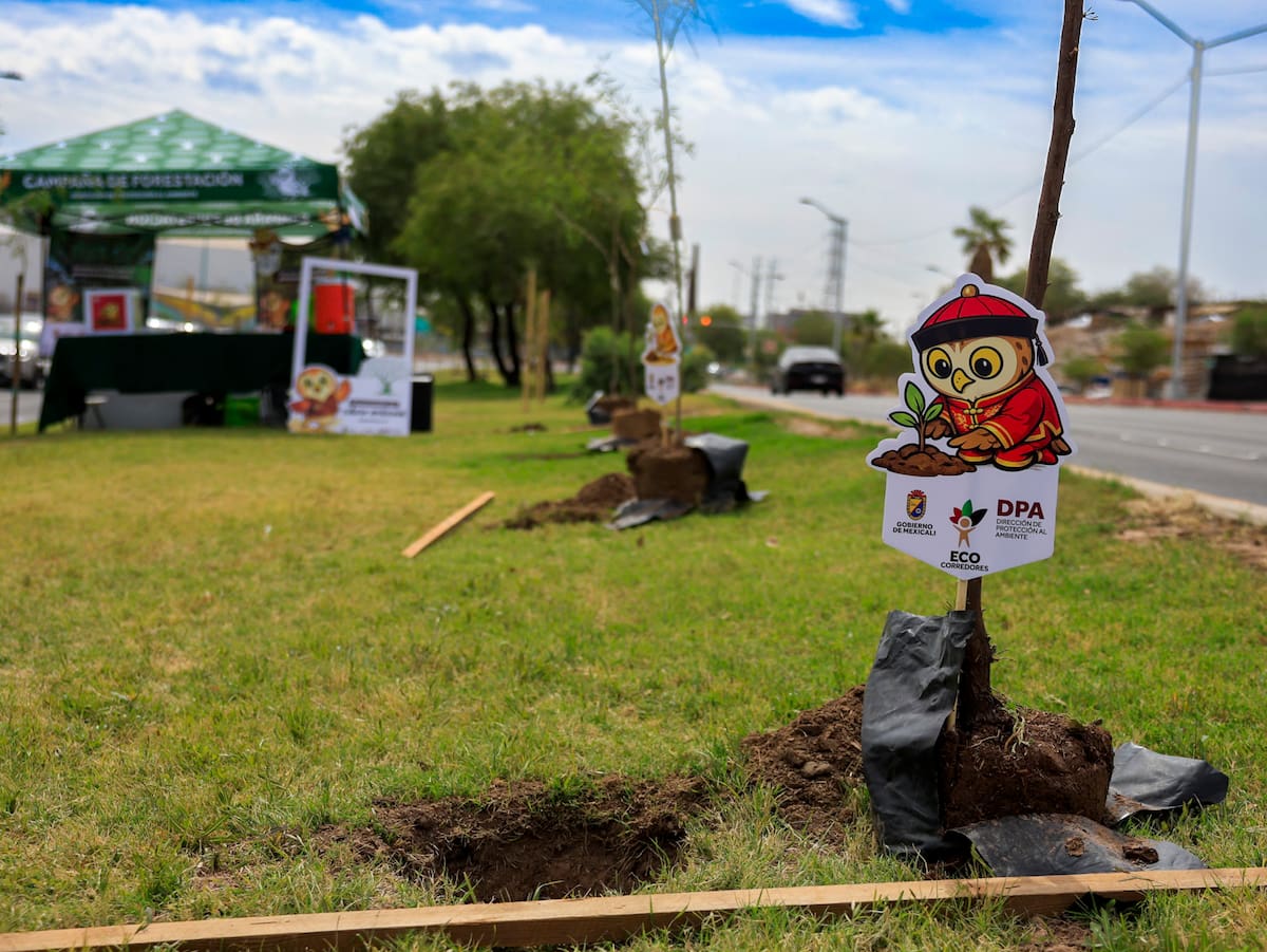 El Gobierno Municipal llevó a cabo un programa de reforestación con más de mil quinientos árboles plantados en los principales camellones de la ciudad . Con esto no solo se busca mejorar nuestras áreas verdes, sino combatir el calor gracias a la sombra que brindarán.│Foto: Juan J. Morales