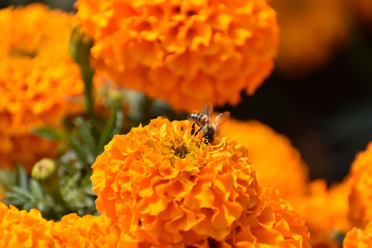 CDMX inicia la temporada de Día de Muertos con récord histórico de flores y más de 500 actividades