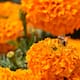 CDMX inicia la temporada de Día de Muertos con récord histórico de flores y más de 500 actividades