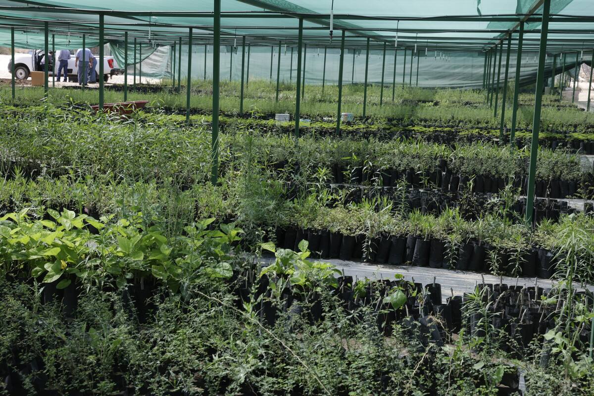 Palo verde, mezquite, palo fierro, chiltepín, higo, mora, ruda, palma, té de limón, entre otros.