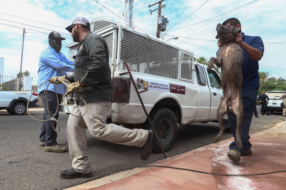 Cemca apoyará captura de perros en San Felipe