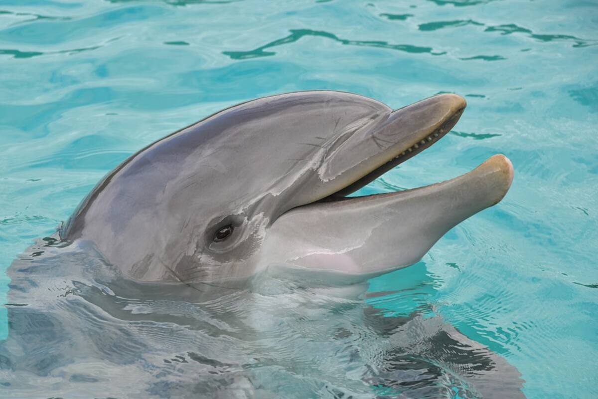 Crean cadena humana para rescatar a cuatro delfines