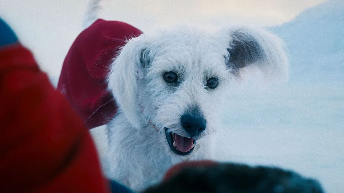 Krypto, el mejor amigo de Superman que inspiró la adopción responsable.