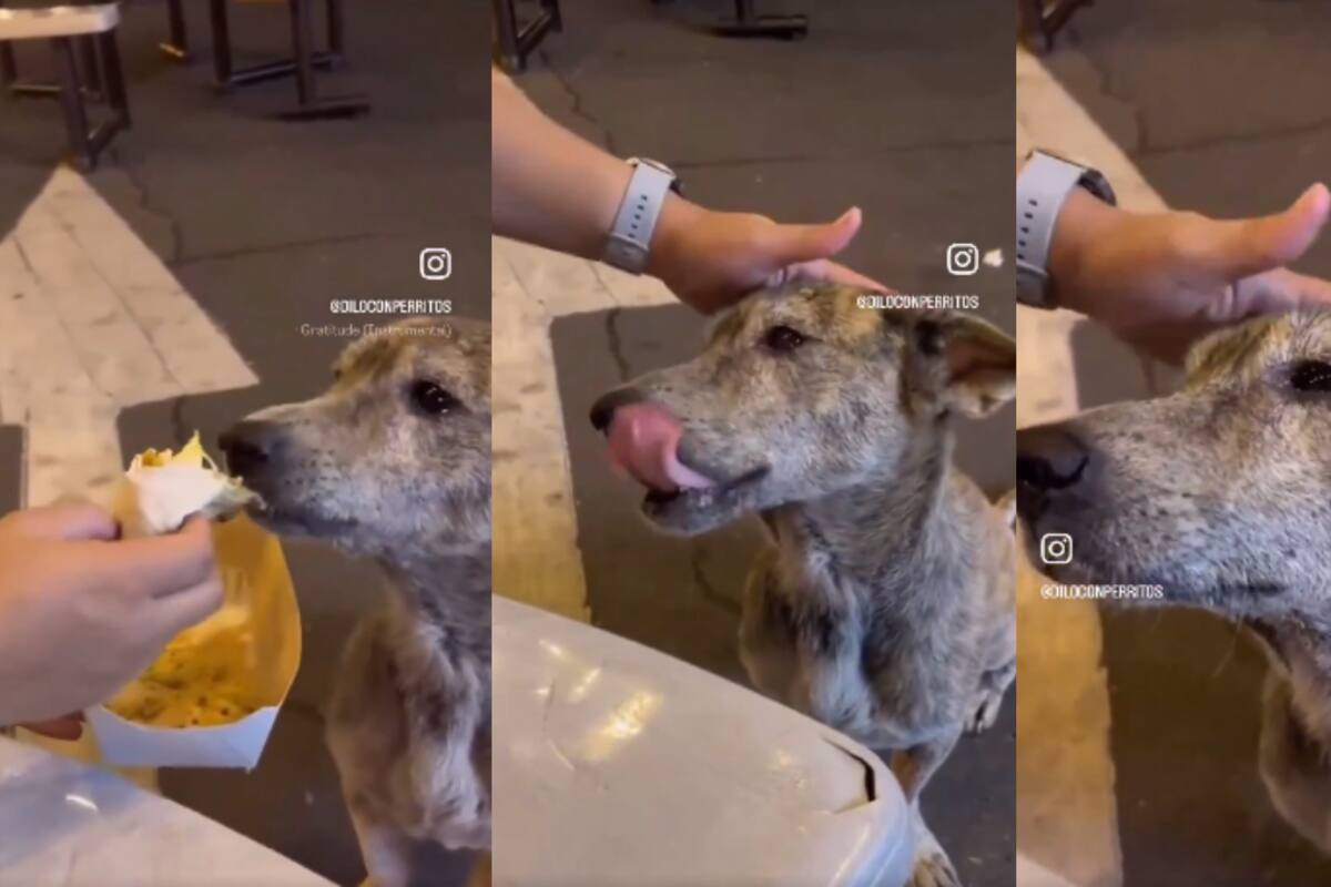 VIRAL: perro callejero llora al recibir comida y cariños de una persona