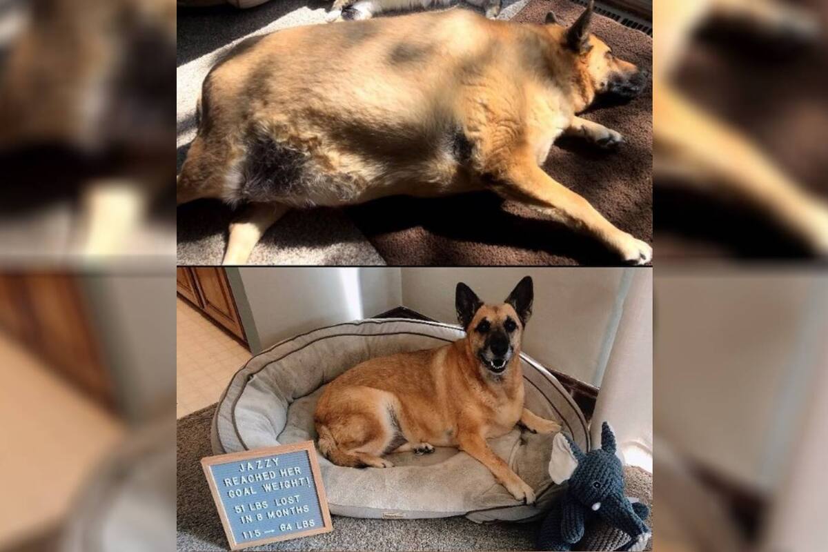 Adoptan a un perro de más de 50 kilos y lo ayudan a alcanzar su peso ideal