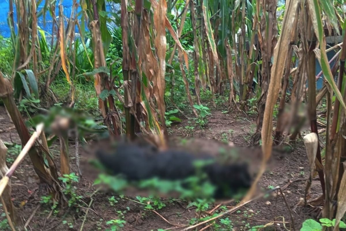 Reportan muerte por envenenamiento de al menos 60 perros en San Juan Chamula, Chiapas