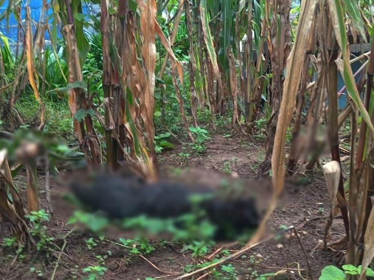 Reportan muerte por envenenamiento de al menos 60 perros en San Juan Chamula, Chiapas