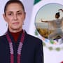 ¿Qué es el Chi kung que practica Claudia Sheinbaum? Así se realiza y estos son sus posibles beneficios
