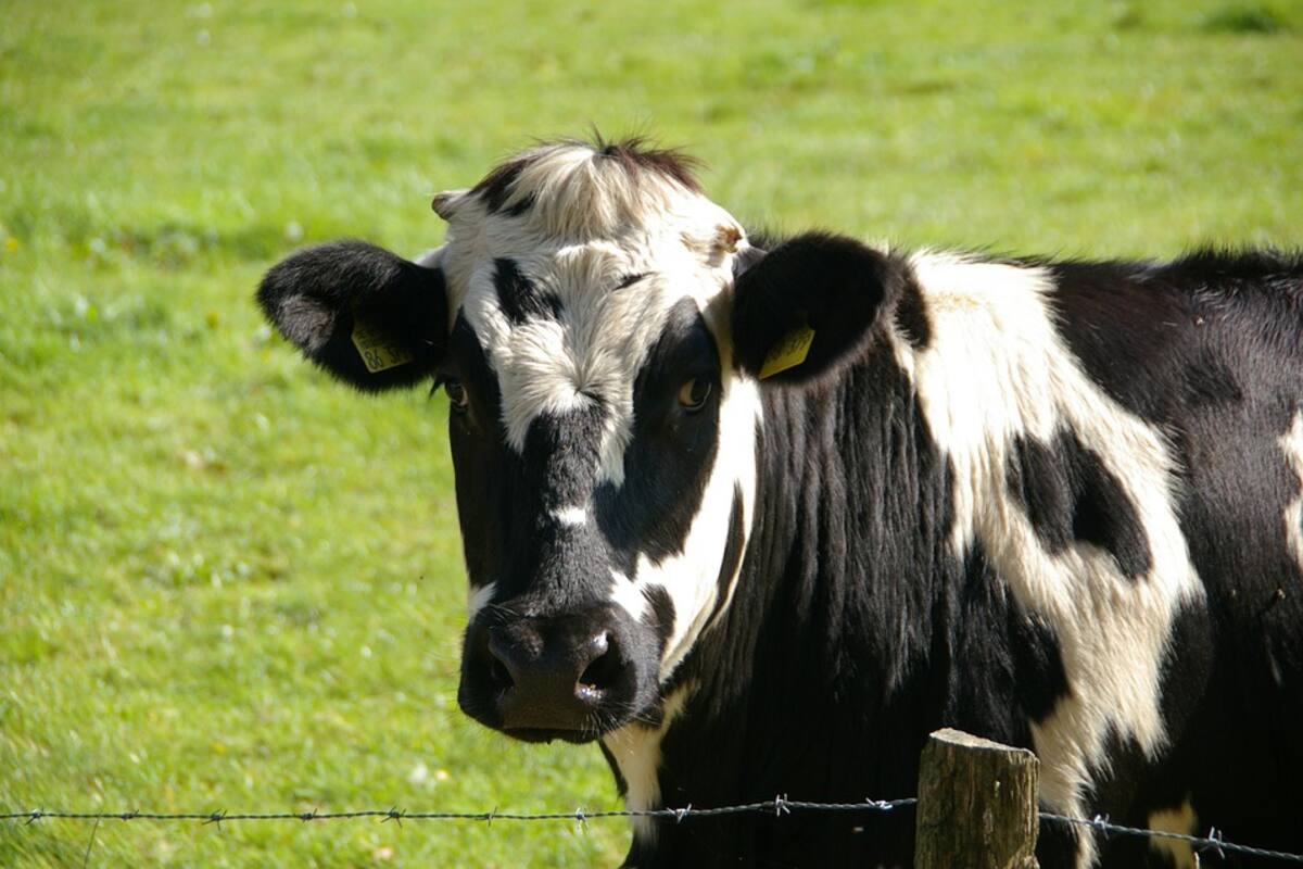 Se fugan vacas de matadero