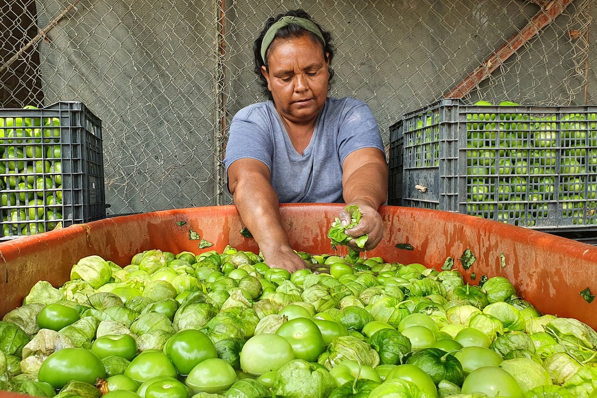 Se disparan precios de tomate y chile en Sonora: escasez eleva costos hasta más de 100%