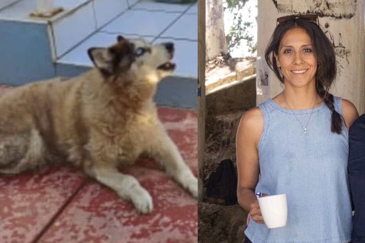 La perrita de Marlen Vázquez sigue sola en la casa donde vivía su dueña; familiares esperan poder rescatarla tras el feminicidio