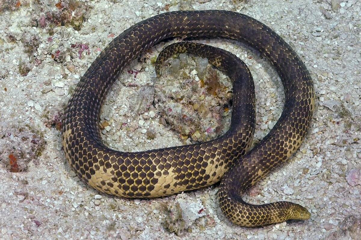 Reaparece en Australia una serpiente marina dada por extinta hace más de 20 años