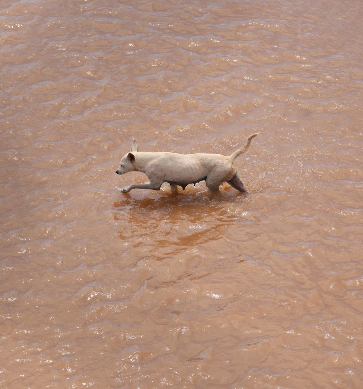 Perro cruza aguas del Río Sonora tras recientes lluvias. | Julián Ortega