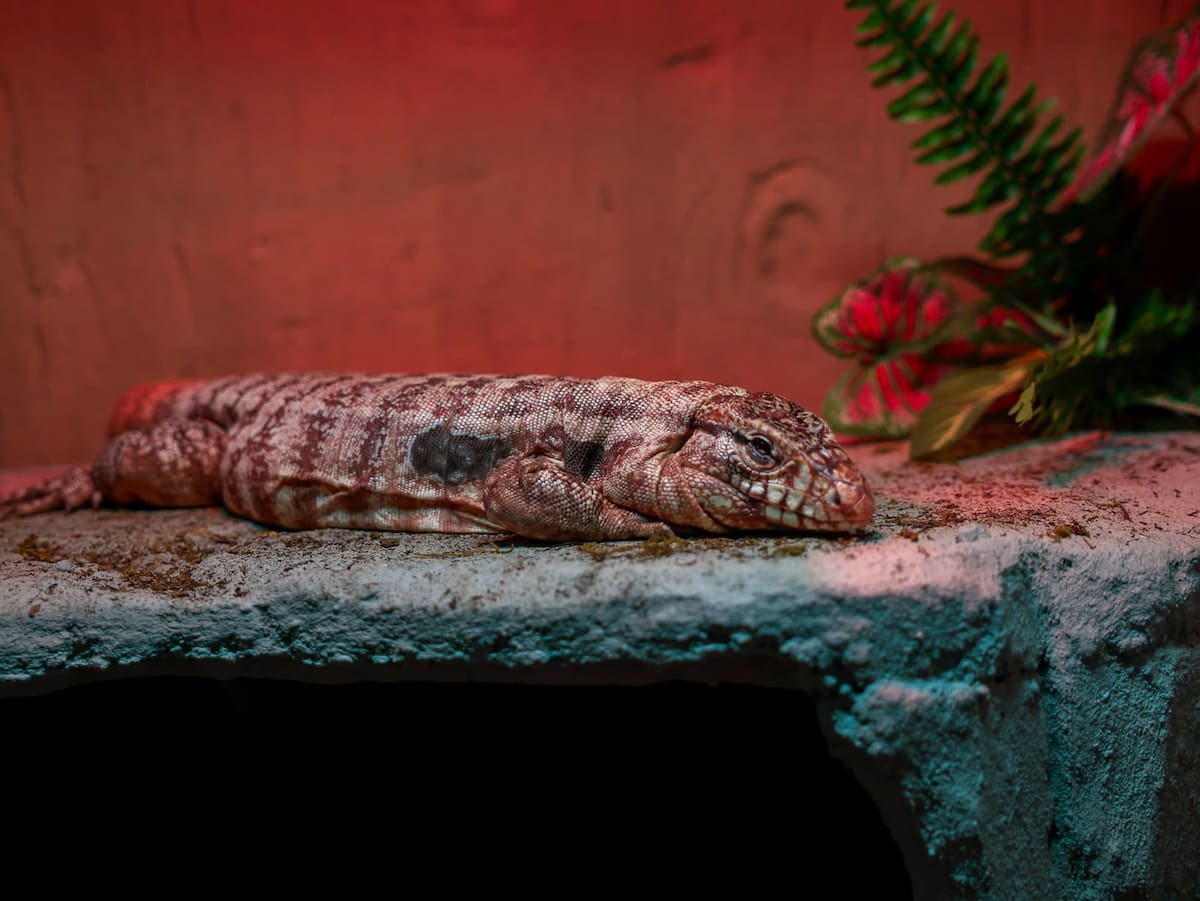 Foto: Juan J. Morales