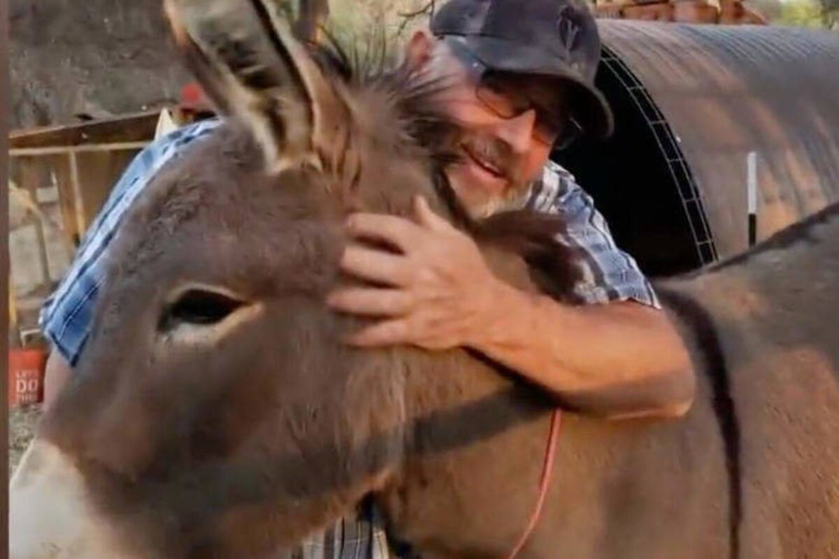 Diesel, el burro que desapareció hace 5 años y ahora vive con una manada de alces salvajes