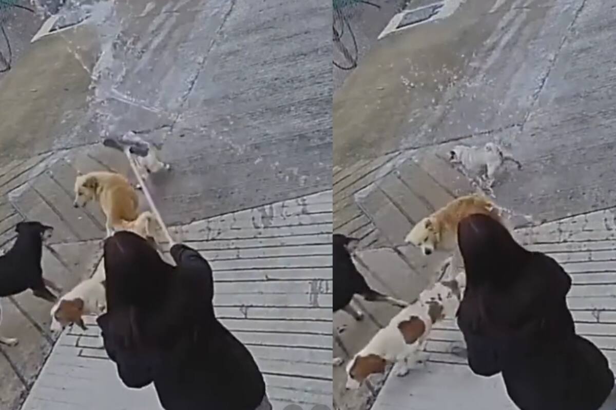 Le echan agua por error a un perro, y este reacciona de forma divertida