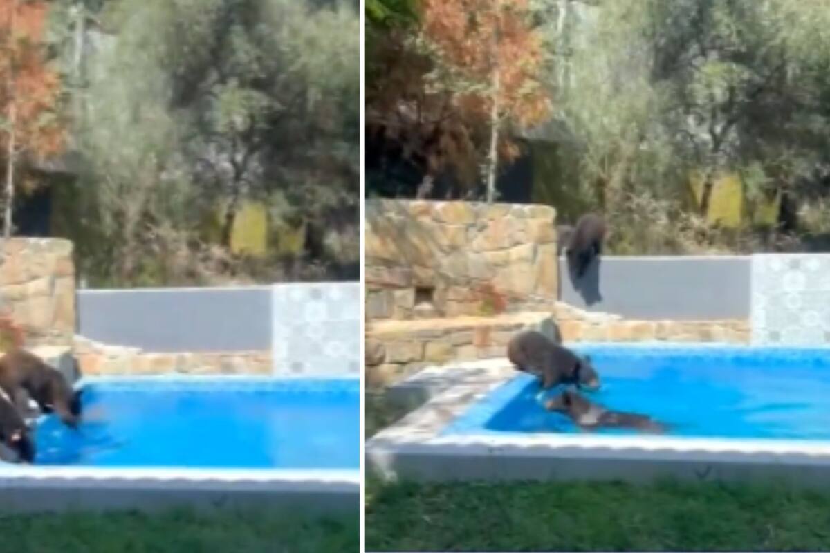 VIDEO: Osos se refrescan en alberca de residencia en Nuevo León