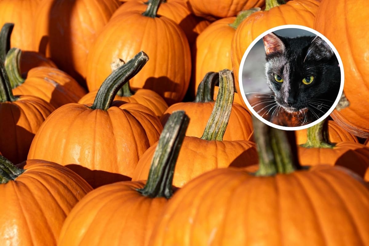 ¿Te atreves a conocer las supersticiones más raras de Halloween?