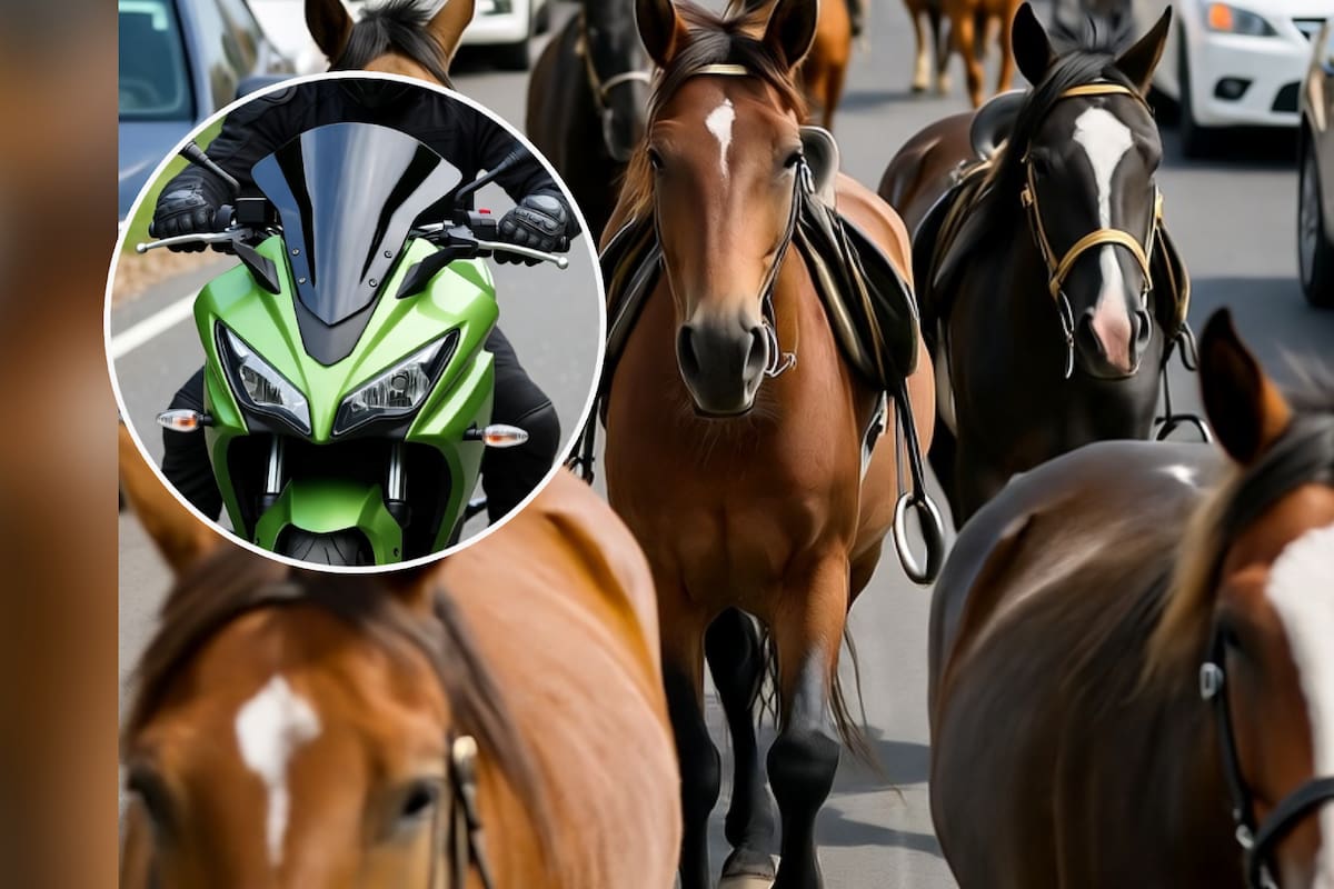 Motociclista muere tras chocar contra caballos en Hermosillo; probablemente manejaba a exceso de velocidad