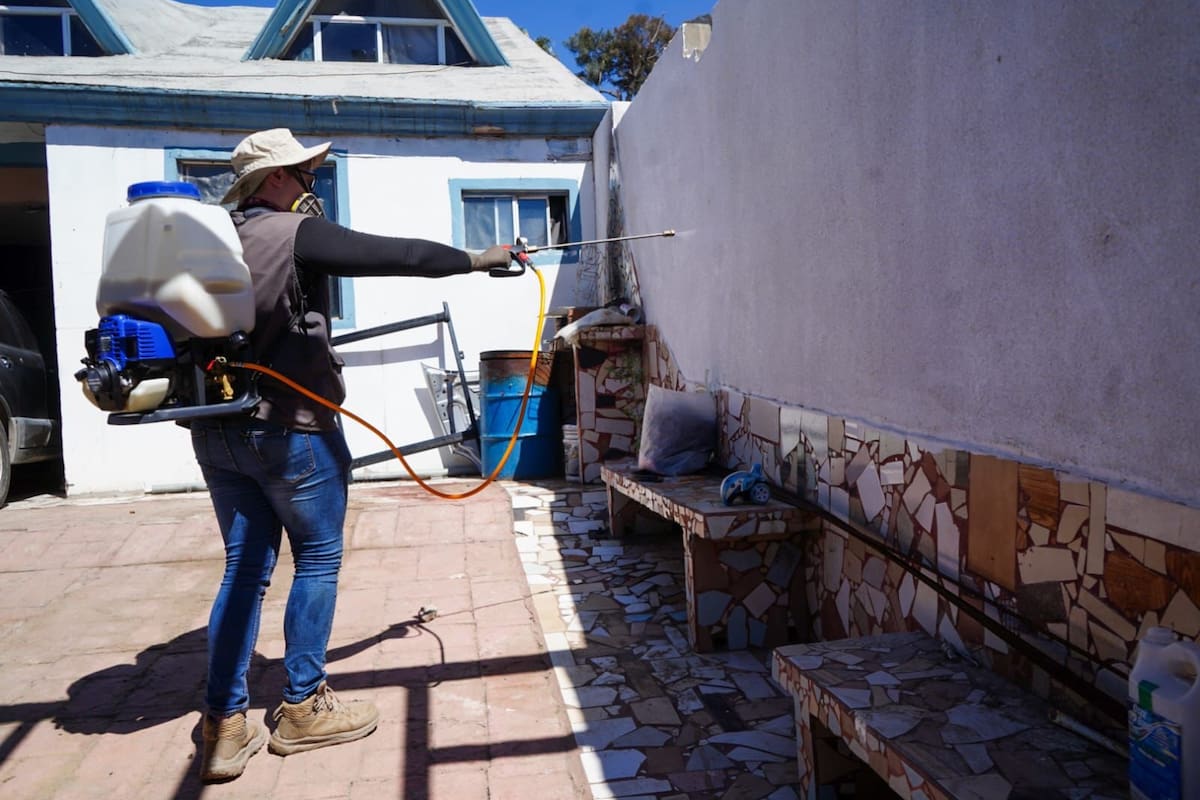 Refuerzan acciones contra garrapatas tras muerte de niña por rickettsiosis en Ensenada