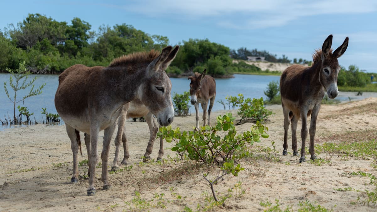 Liberaron 28 asnos salvajes en un desierto y 44 años después cientos de ellos están ayudando a recuperarlo al dispersar semillas, excavar pozos de agua y crear condiciones para que otras especies sobrevivan