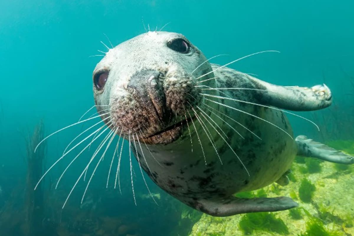 ¿Cómo saben las focas cuánto tiempo pueden aguantar la respiración? Un nuevo estudio sugiere que pueden percibir el oxígeno en su sangre