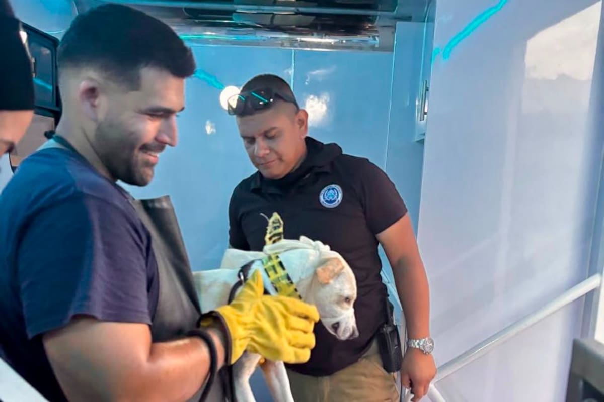 Rescatan a 21 perros víctimas de presunto maltrato animal en la Zona Centro de Tijuana