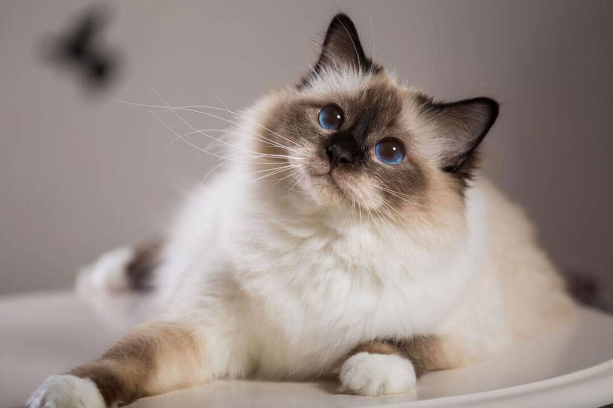 Cómo prevenir situaciones de riesgo más comunes para tu gato en casa