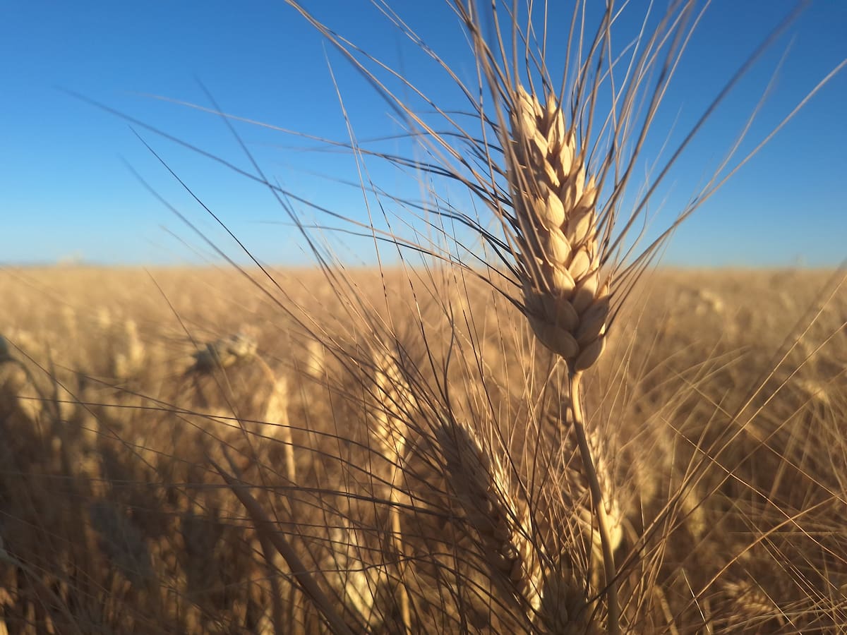 El cereal dorado sigue siendo de los consentidos de los productores del Sur de Sonora.