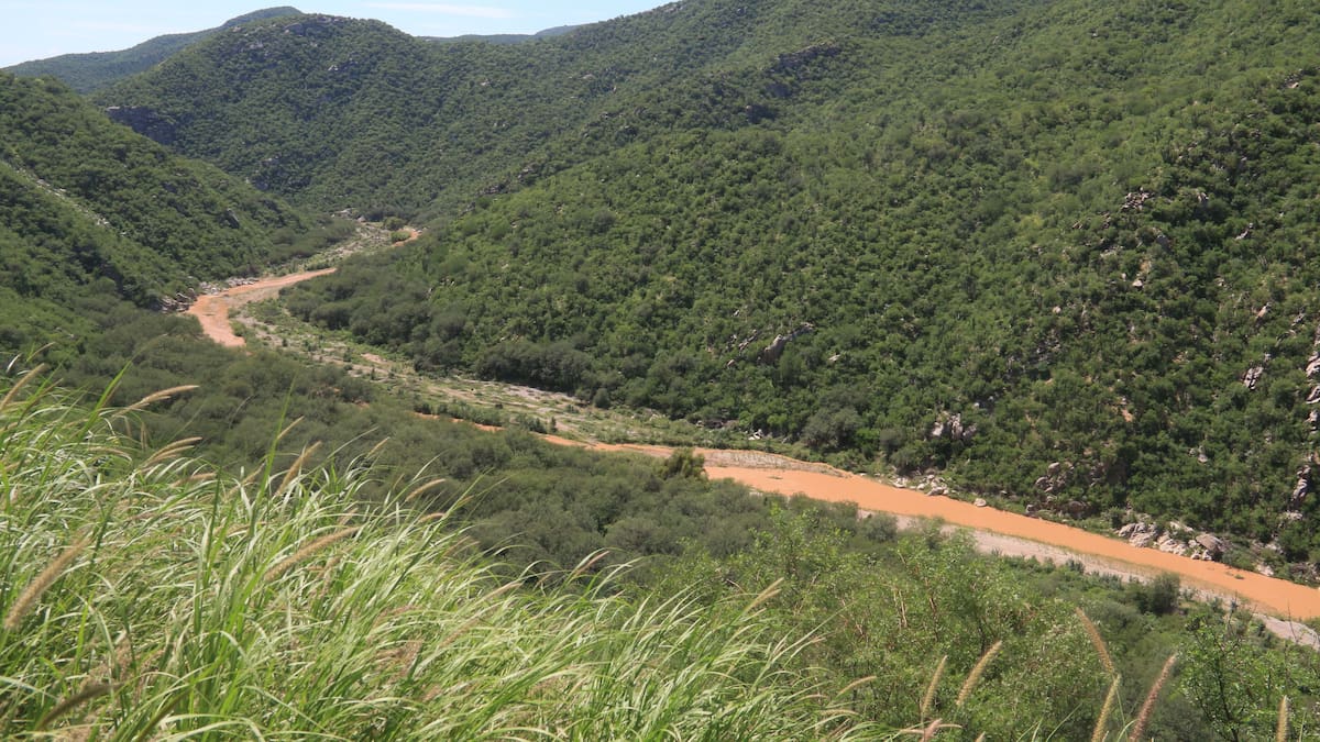 Reforma ambiental histórica en México: Diputados aprueban castigos más severos contra tala ilegal, tráfico de fauna e incendios provocados con penas de hasta 20 años y multas mayores, mientras la oposición alerta que sin personal ni recursos la nueva ley podría fracasar