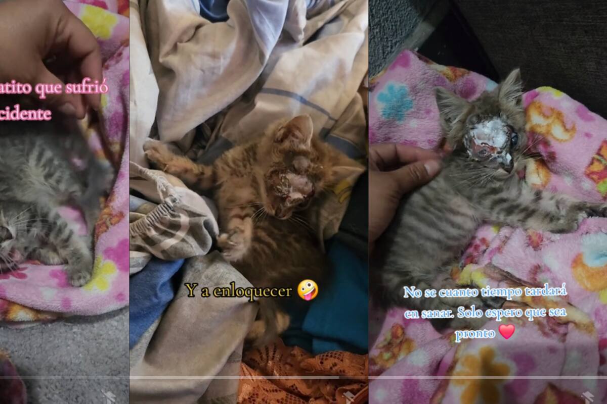 Joven rescata a gatito con grave herida en la cabeza y conmueve a miles en TikTok | VIDEO