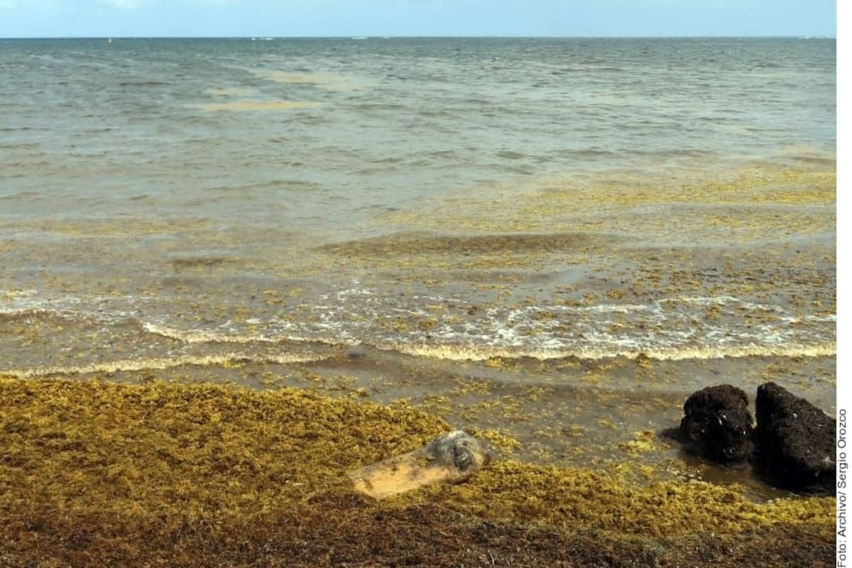 Hallan en Atlántico cinturón de sargazo
