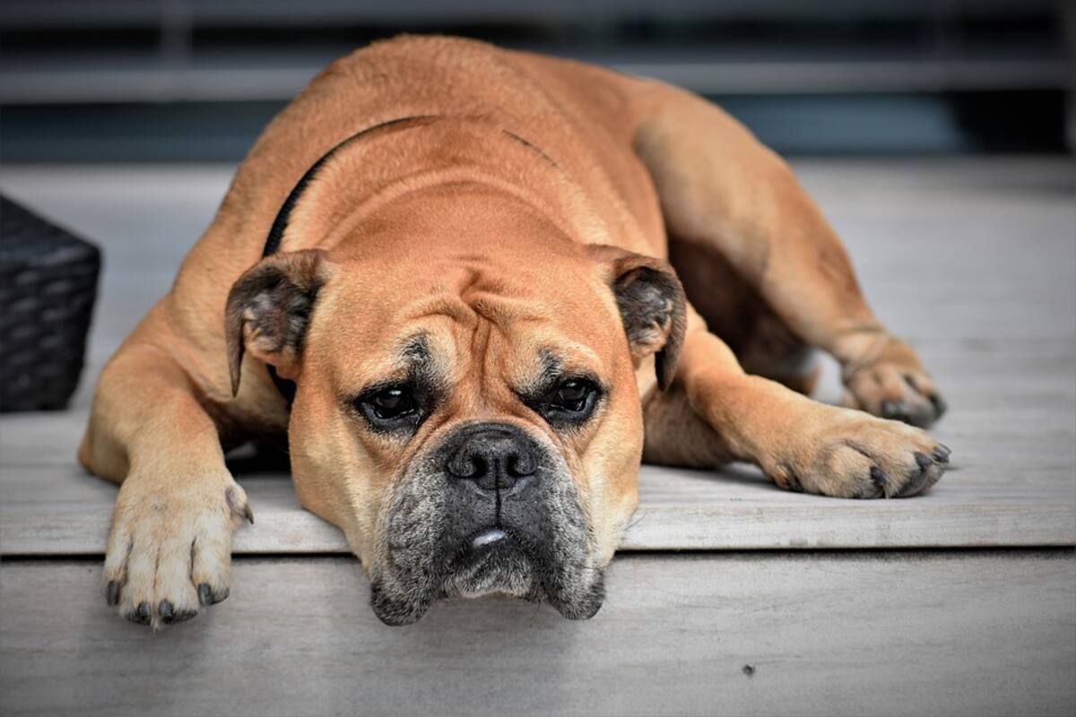 Castigo a quien maltrate animales, hasta con 5 años de prisión, propone Morena