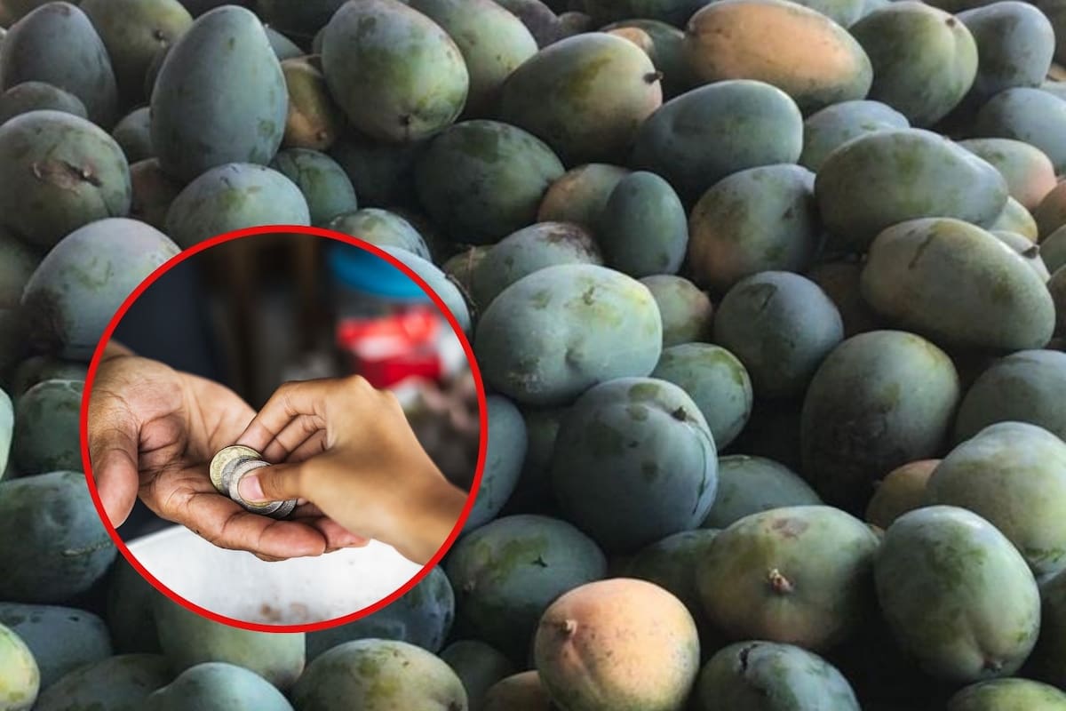 Productores de mango en Sonora alertan por bajos precios pese a buena cosecha
