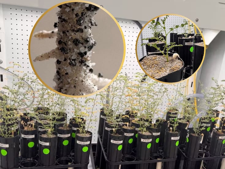 Científicos cultivaron garbanzos en suelo lunar simulado con hasta 75 % de regolito en Texas A&M como avance para futuras misiones lunares de Estados Unidos y China