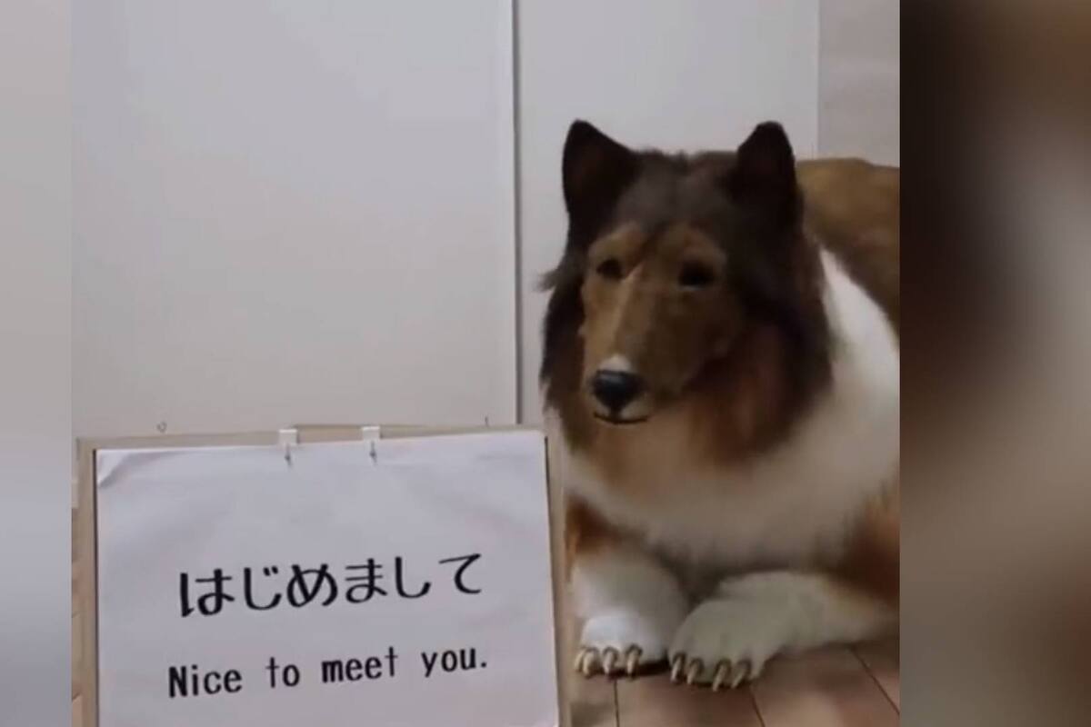 Video viral: Toko, el hombre que gastó una fortuna para verse como un perro