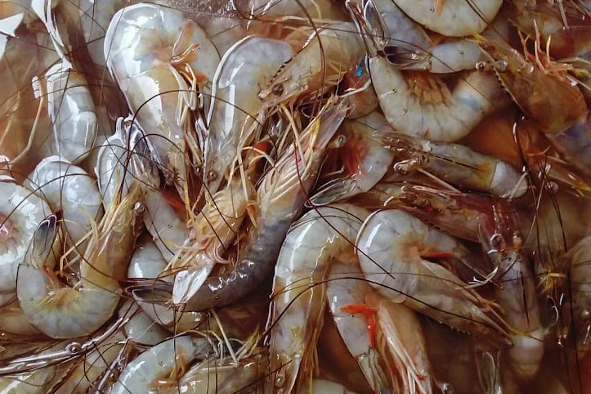 Suspende EU certificación de camarón mexicano; no se podrá exportar