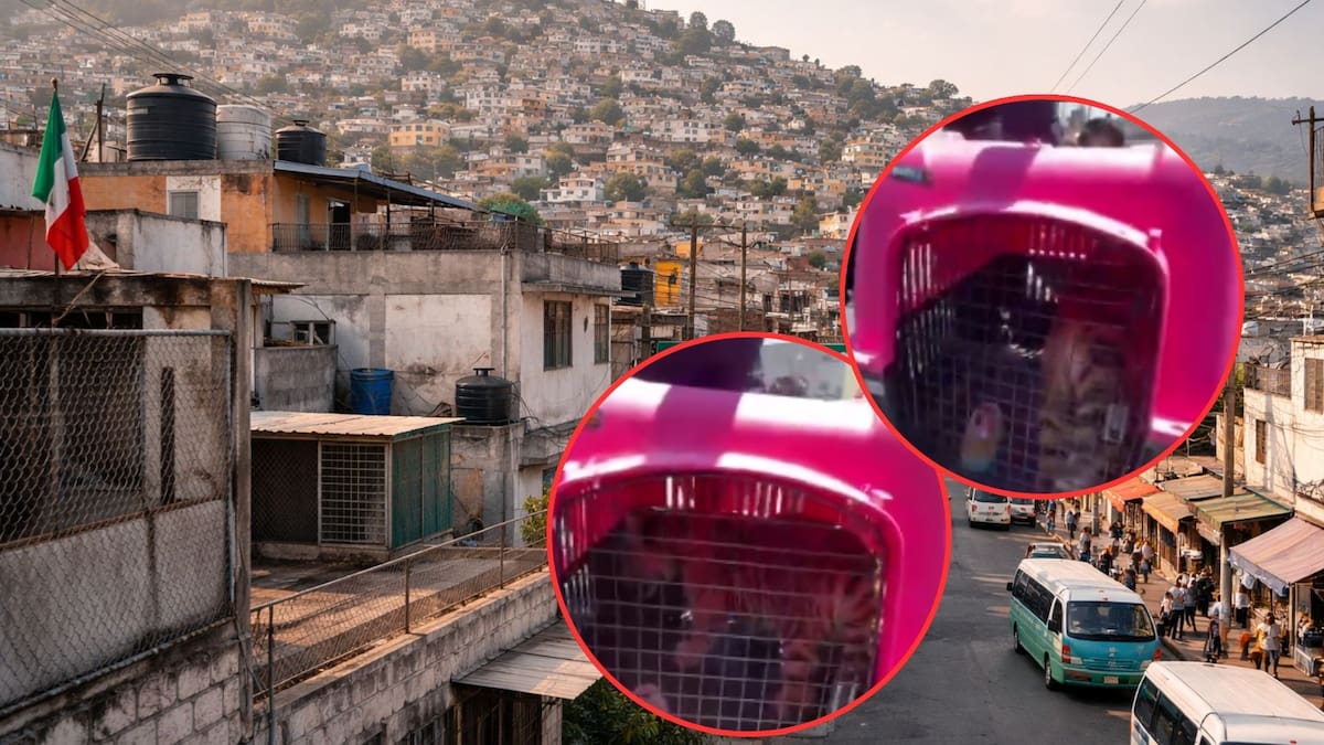 Autoridades rescatan a un cachorro de tigre de bengala cautivo en un patio de 4 metros cuadrados en Ecatepec tras denuncias vecinales por rugidos y detienen al presunto dueño por falta de permisos legales