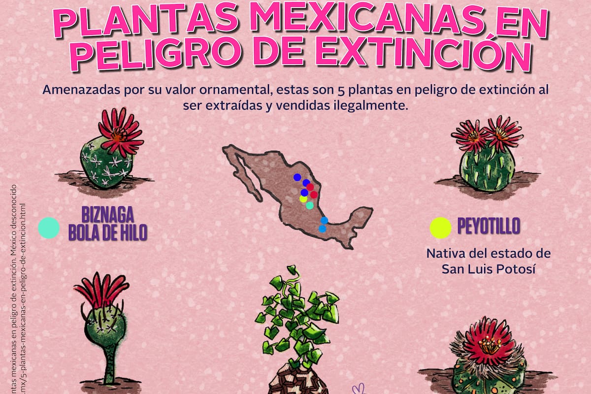 Plantas mexicanas en peligro de extinción