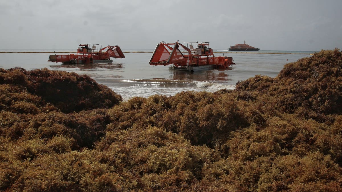 Hoteles de Cancún y Riviera Maya buscan convertir el sargazo en platos, cajas, bioplásticos y bioenergía para crear una industria y reducir el gasto anual de 150 millones de dólares por limpieza de playas