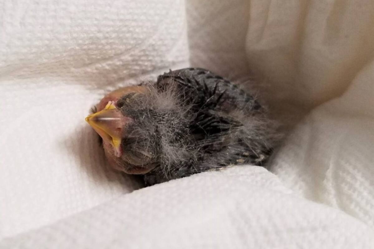 Hombre ebrio salva a un pajarito y lo envía en Uber al veterinario