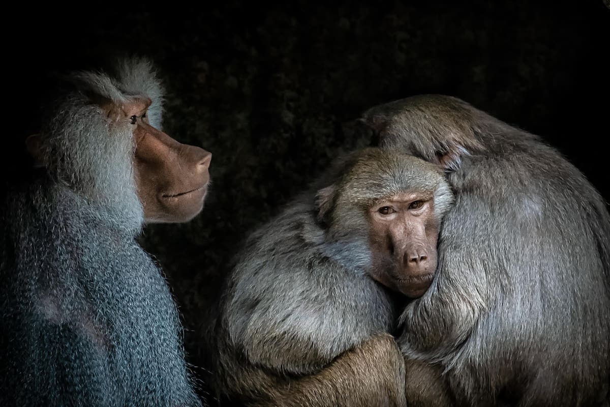 Zoológico alemán sacrifica a 12 babuinos sanos por falta de espacio; les dispararon y fueron usados como alimento de otros animales