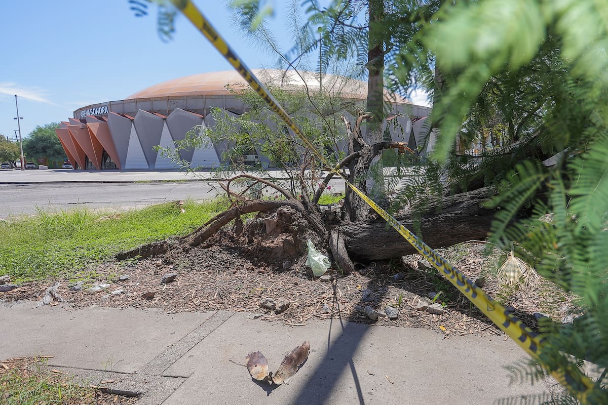 Lluvias y rachas de viento de hasta 91.7 km/h dejan 11 emergencias en Hermosillo; Protección Civil atiende caída de árboles, postes y estructuras con riesgo para la población