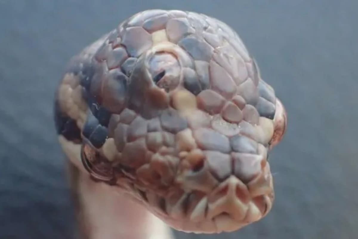 Encuentran serpiente con tres ojos funcionales