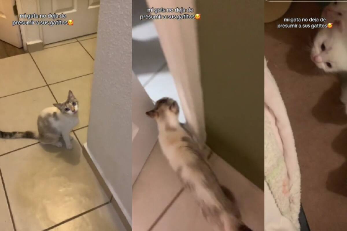 Joven muestra cómo su gata no deja de presumir a sus crías e incluso la lleva hasta ellos para que los vea