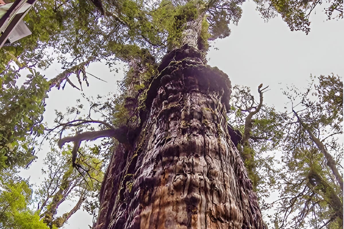 Descubre el milenario árbol de alerce llamado el “abuelo” en Chile