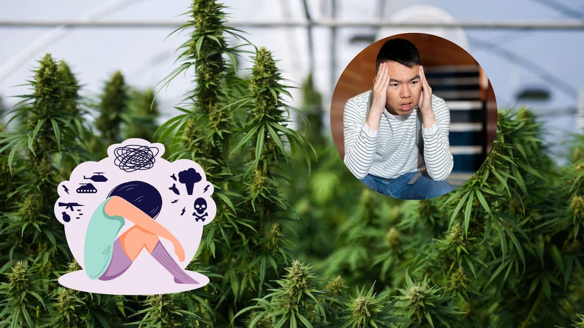 El cannabis se usa para ansiedad y otros trastornos, pero un análisis revela que no ofrece beneficios claros en la mayoría de los casos