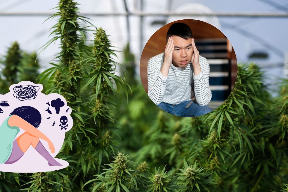 El cannabis se usa para ansiedad y otros trastornos, pero un análisis revela que no ofrece beneficios claros en la mayoría de los casos